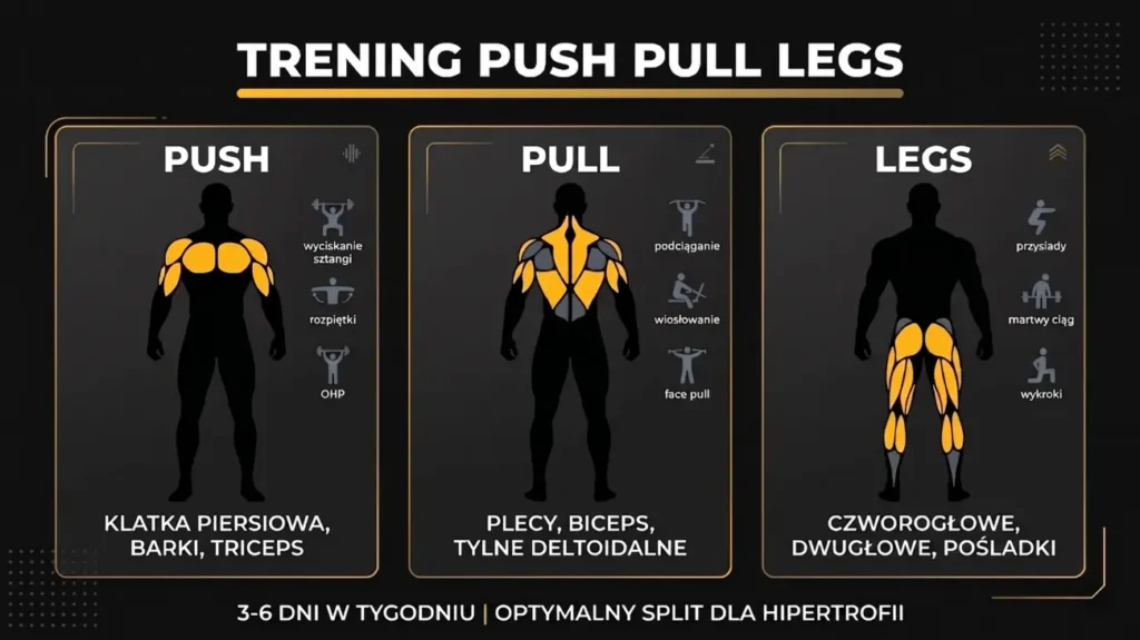 infografika push pull legs