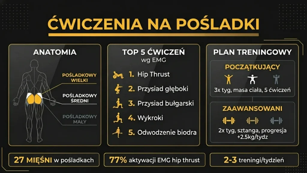 Infografika ćwiczeń na pośladki – anatomia mięśni pośladkowych, top 5 ćwiczeń wg EMG i plan treningowy