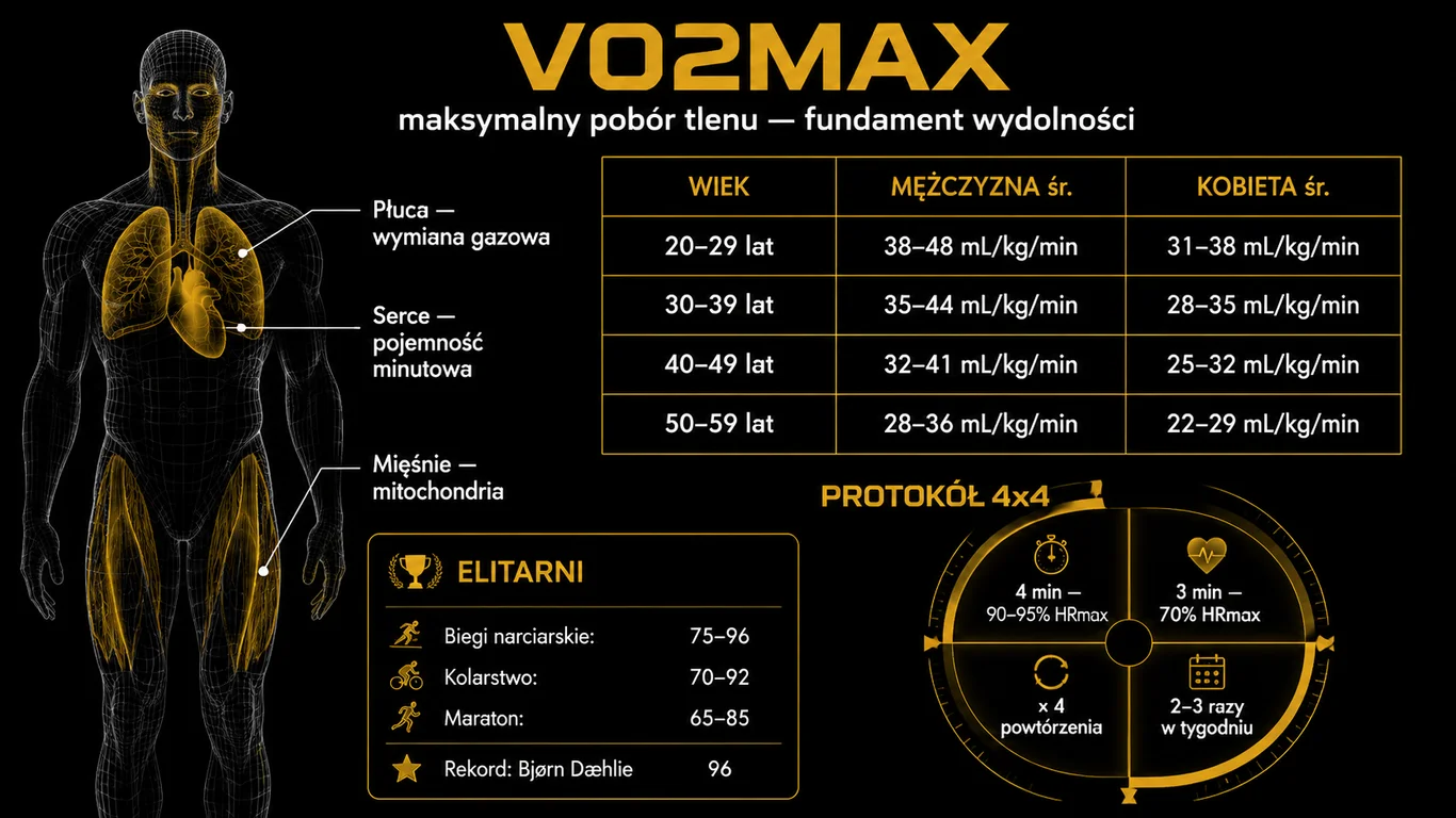 Infografika: VO2max – anatomia kaskady tlenowej, normy dla wieku i płci, protokół 4×4