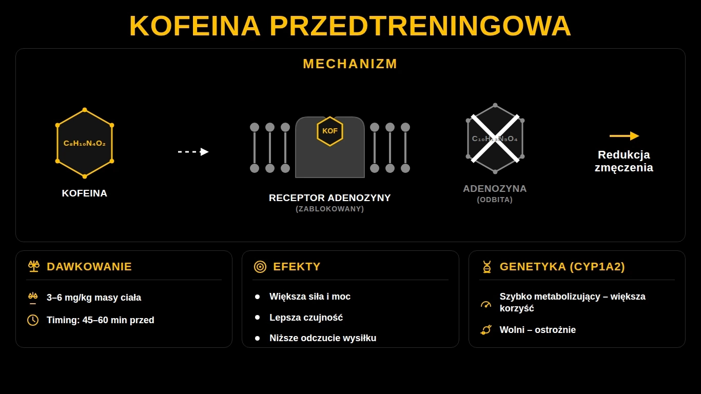 Infografika: kofeina przedtreningowa – mechanizm, dawkowanie i genetyka